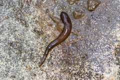 Erpobdellidae