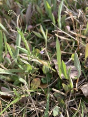 Vicia tetrasperma