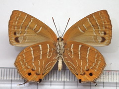 Wagimo signatus