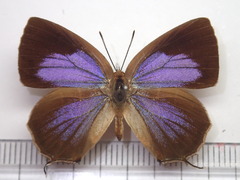 Wagimo signatus