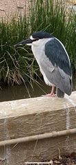 Nycticorax