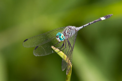 Micrathyria ocellata