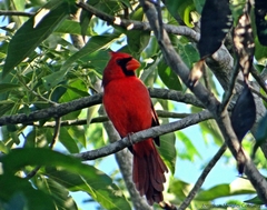 Cardinalis cardinalis saturatus