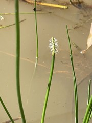 Eleocharis dulcis