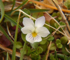 Viola bicolor