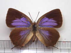 Wagimo signatus