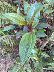 Melastoma sanguineum