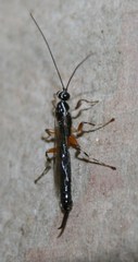 Clistopyga recurva