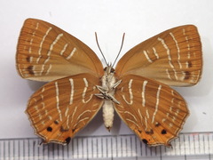 Wagimo signatus