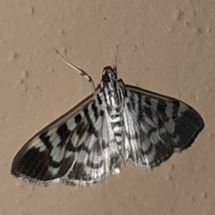 Spilomela personalis