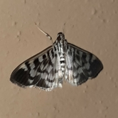 Spilomela personalis