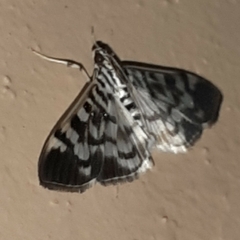 Spilomela personalis