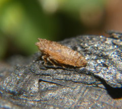 Megophthalminae