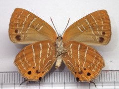 Wagimo signatus