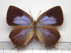 Wagimo signatus