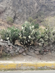 Opuntia