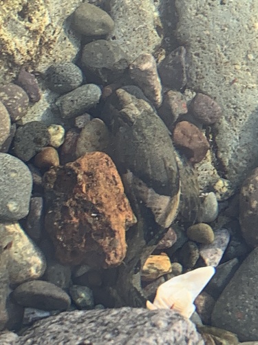 Tidepool Sculpin, Unalaska Bay, Unalaska, AK, US, photo 8 of 10