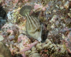 Roundtail Filefish photo 2