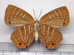 Wagimo signatus