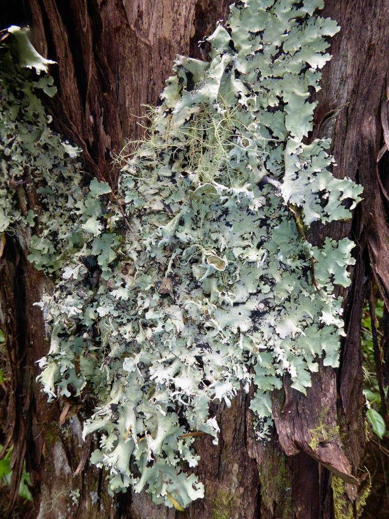 Parmotrema austrocetratum