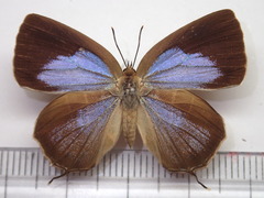 Wagimo signatus
