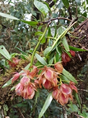 Epidendrum arevaloi