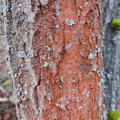 Trentepohlia umbrina