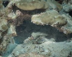 Brotula multibarbata