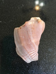 Strombus alatus image