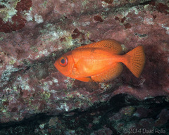 Heteropriacanthus carolinus