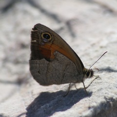 Cissia rubricata smithorum