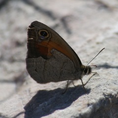 Cissia rubricata smithorum