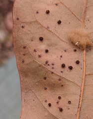 Neuroterus saltatorius texanus