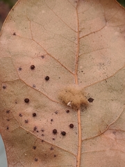 Neuroterus saltatorius texanus