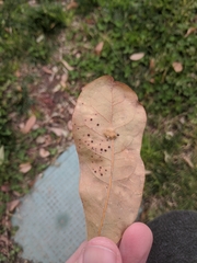 Neuroterus saltatorius texanus