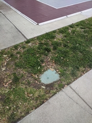 Neuroterus saltatorius texanus