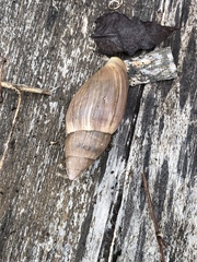Euglandina rosea