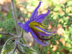 Solanum citrullifolium