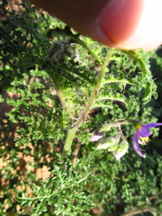 Solanum citrullifolium