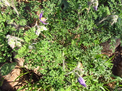 Solanum citrullifolium