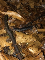 Plethodon chattahoochee