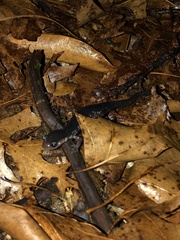 Plethodon chattahoochee