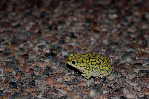 Sonoran Green Toad