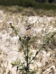 Dieunomia nevadensis