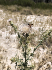 Dieunomia nevadensis