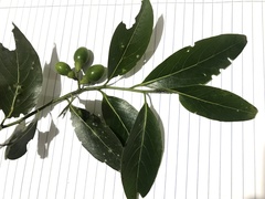 Ocotea pulchella