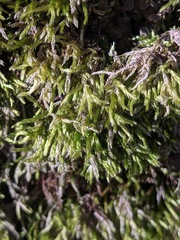 Brachythecium campestre