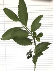 Ocotea pulchella