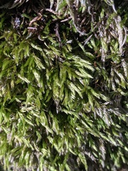 Brachythecium campestre