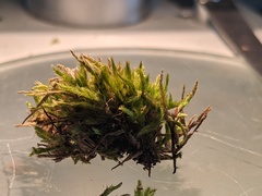 Brachythecium campestre